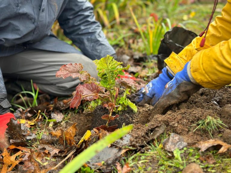 Invitan a gran jornada de plantación comunitaria de especies nativas en el ex helipuerto de la Costanera de Valdivia
