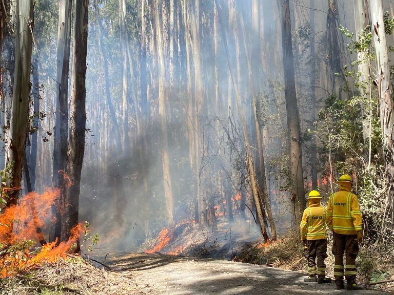 CONAF Los Ríos llama a la ciudadanía a prevenir incendios durante Fiestas Patrias