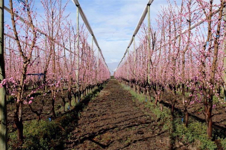 Aprueban Marco Estratégico del Plan de Inversión Sectorial Fruticultura Inteligente