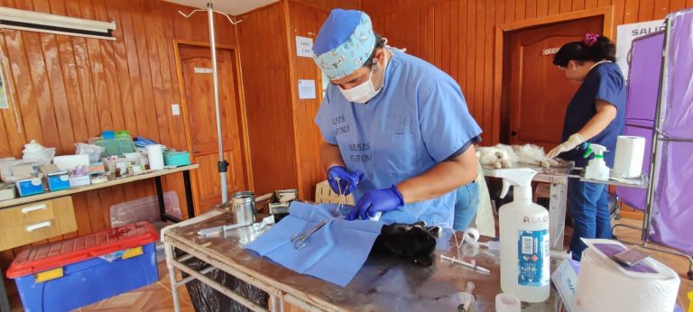 Paillaco comenzará a realizar esterilizaciones de mascotas con copago