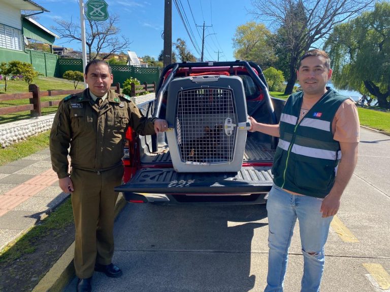 Pudú herido en Lago Ranco recibe atención tras ser rescatado por Carabineros y el SAG