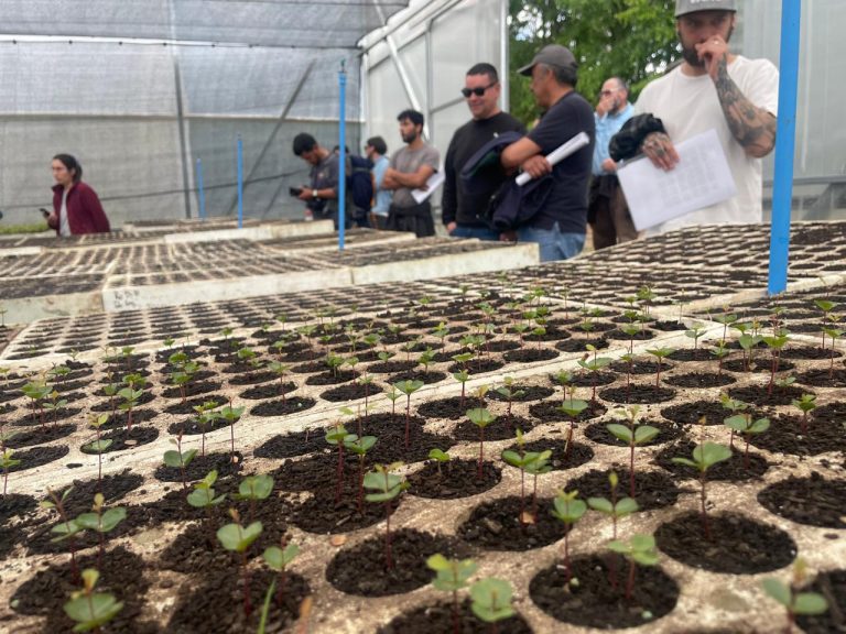 CONAF Los Ríos destaca trabajo en Huerto Semillero Clonal “Huillilemu”