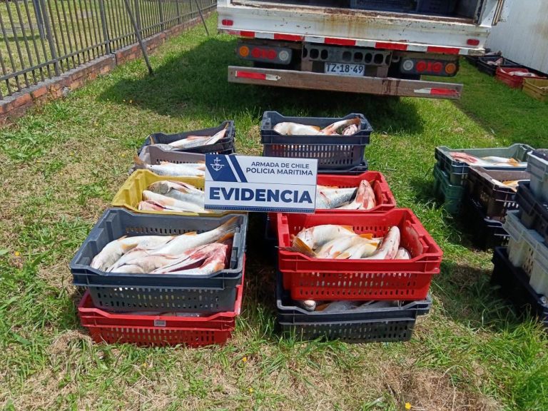 Sorprenden a tres hombres transportando 680 kilos de corvina en veda en Mariquina
