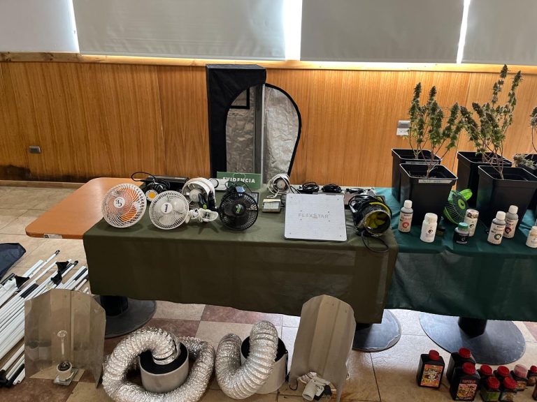Carabineros de Valdivia incauta cultivo ilegal de marihuana en departamento de Avenida Ramón Picarte