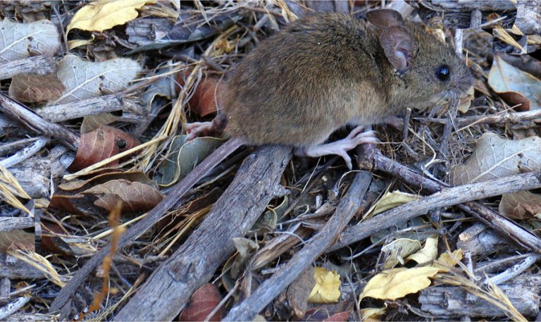 Seremi de Salud realiza llamado a prevenir contagios de Hantavirus durante el verano en Los Ríos