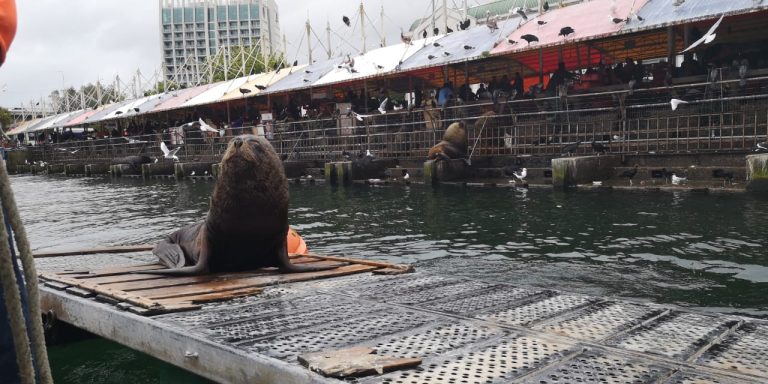 Interponen denuncia por maltrato animal contra lobos marinos en Feria Fluvial de Valdivia
