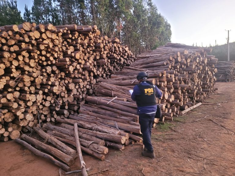 147 detenidos por robo de madera con incautaciones valoradas en más de 1.500 millones