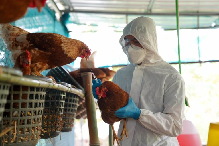 SAG eleva alerta e intensifica vigilancia ante avance de la influenza aviar en el continente