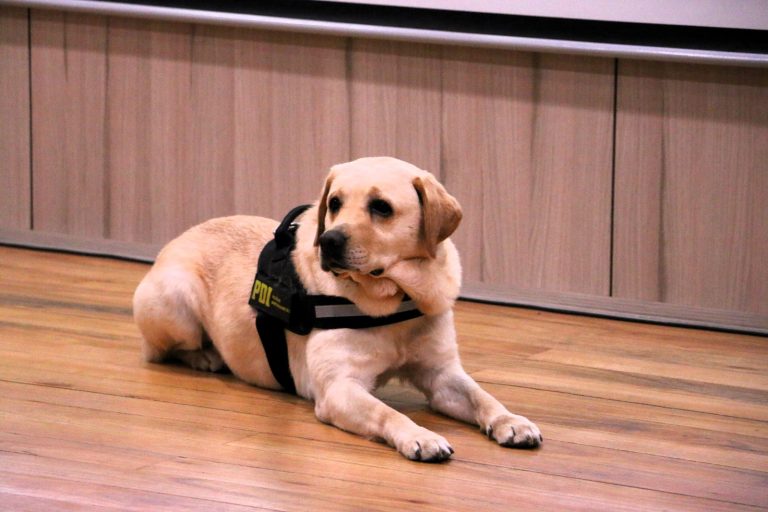 Emotiva despedida a Gary, el Labrador que combatió el narcotráfico en Los Ríos