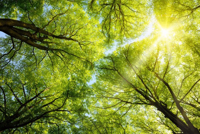 Un paso clave para Chile frente al Reglamento de Productos Libres de Deforestación de la Unión Europea