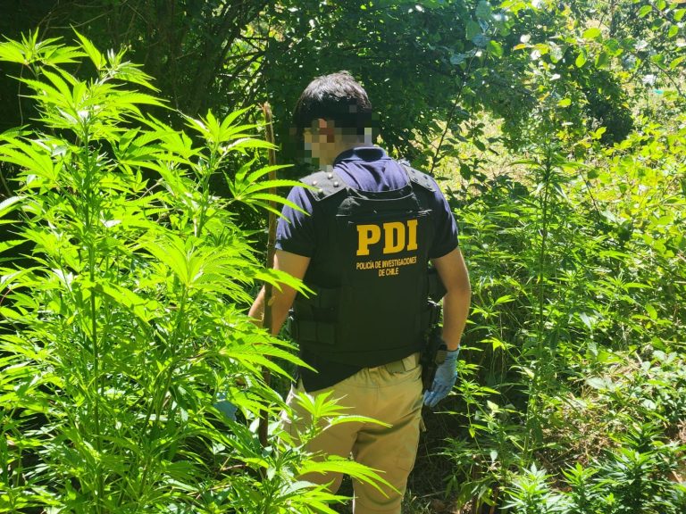PDI incauta 21 plantas de Marihuana y droga procesada en Río Bueno