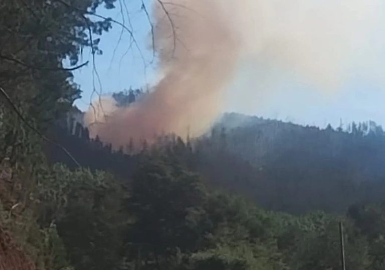 Preocupación por propagación de incendio forestal en sector La Plata, Los Ulmos y Tres Chiflones
