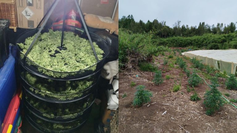 Prisión preventiva para tres implicados en red de tráfico de drogas en Osorno
