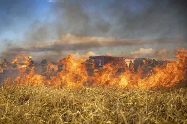 Incendio forestal en Osorno consume más de 20 hectáreas, pero descartan propagación