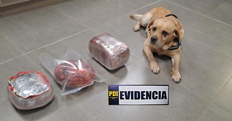 Ejemplar canino Gohan detecta cargamento de cannabis valorizado en 22 millones de pesos