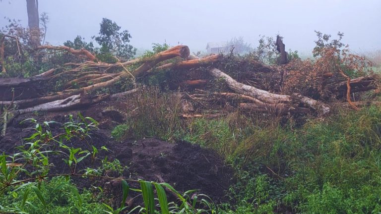 CONAF investigará denuncia por tala ilegal de bosque nativo e intervención del río Muticao en Río Bueno