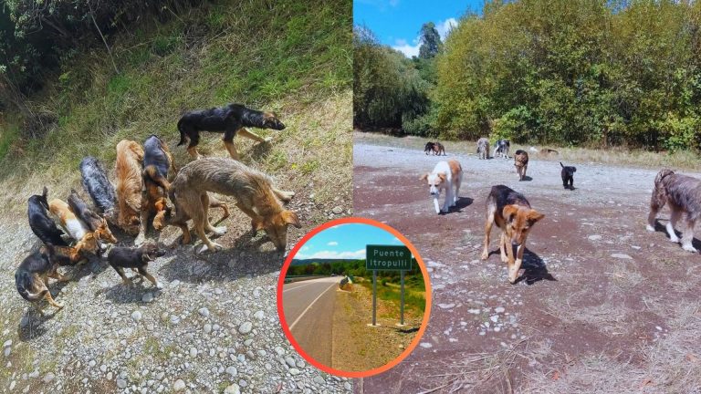 buscan rescatar a 29 perros en el puente Itropulli