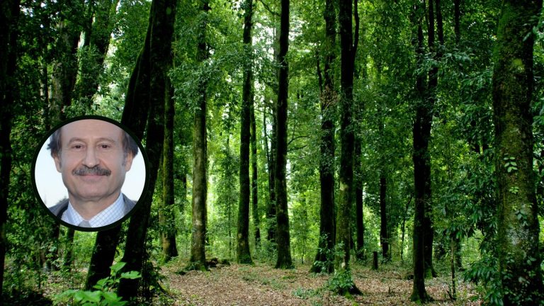 Día Internacional de los Bosques y…de la vida que albergan en su interior