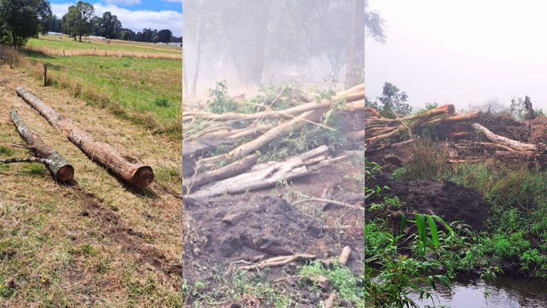 Denuncian tala de bosque nativo e intervención ilegal del cauce del río Muticao en Río Bueno