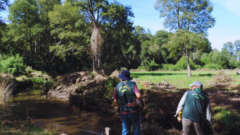 CONAF confirma tala ilegal de bosque nativo en Río Bueno y detecta posible intervención del río Muticao