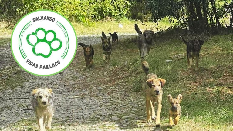 Agrupación Salvando Vidas de Paillaco realizará jornada de esterilización
