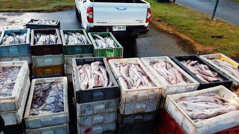 Decomisan millonario cargamento ilegal de productos del mar en La Unión