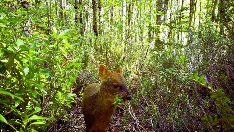 Conaf identifica a Pudú en Reserva Nacional Mocho Choshuenco