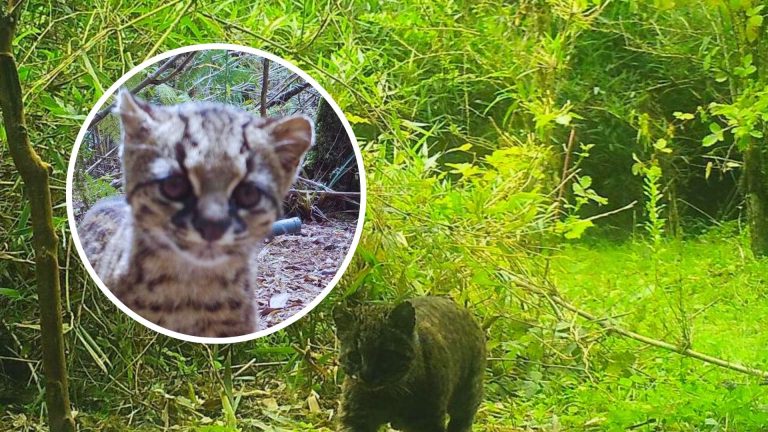 Detectan presencia de la Güiña, el felino más pequeño de América, en parque nacional Alerce Costero