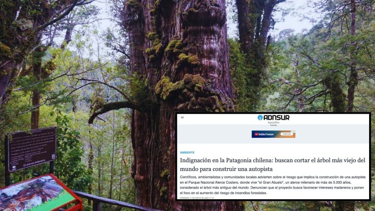 Medio argentino afirma que Gobierno busca talar el Alerce Milenario de La Unión para construir una carretera 