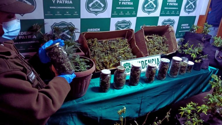 Carabineros desmantela cultivo de marihuana en Panguipulli: incautación supera los 70 millones