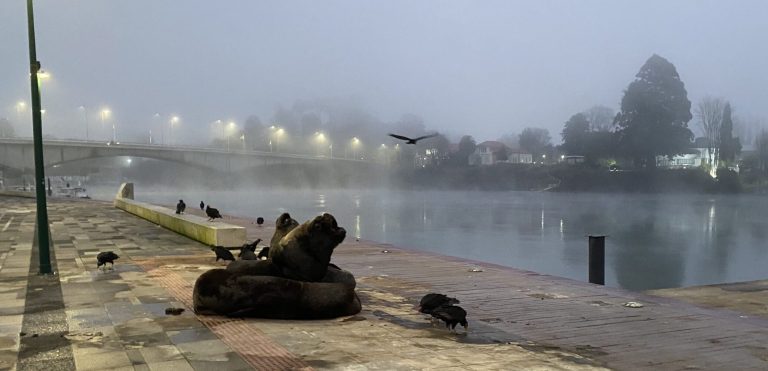 Fiscalía investiga ataque con fuego artificial a lobos marinos en la Costanera de Valdivia