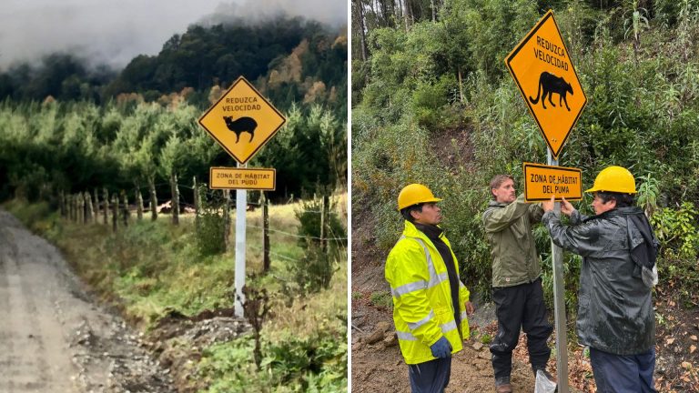 CONAF instala primeras señaléticas para proteger fauna silvestre en camino hacia la Reserva Mocho Choshuenco