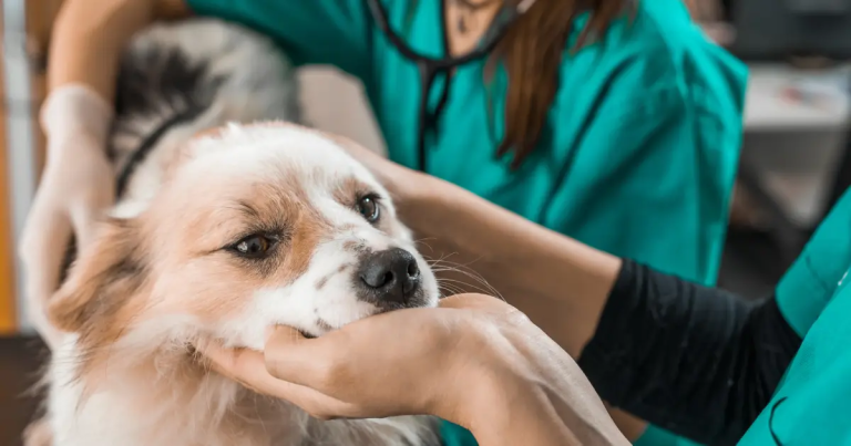 MINSAL modifica norma para que Médicos Veterinarios prescriban psicotrópicos
