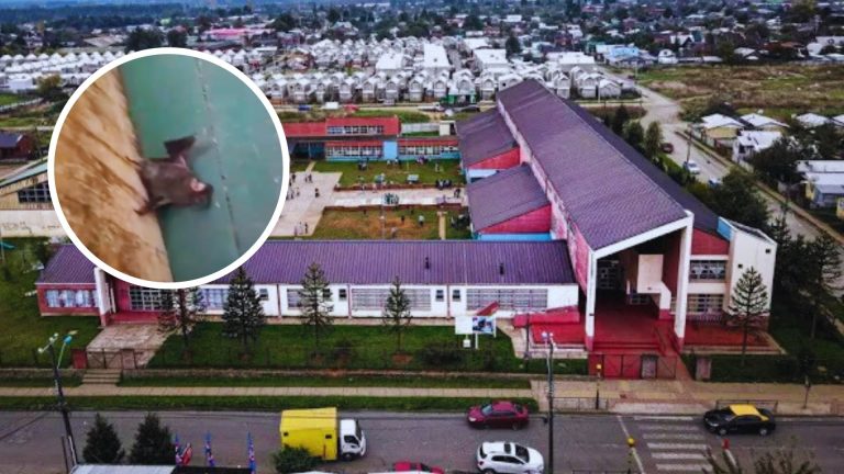 Más de 500 alumnos sin clases en la Escuela Pampa Ríos por plagas de larvas y murciélagos