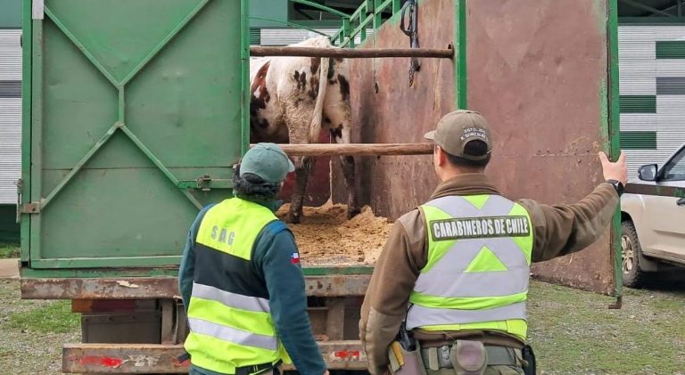 Carabineros detiene a hombre por abigeato tras control carretero en la Ruta 5 Sur