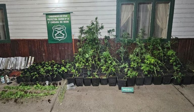 Carabineros detiene a hombre por cultivo de 251 plantas de cannabis en sector rural de Río Negro