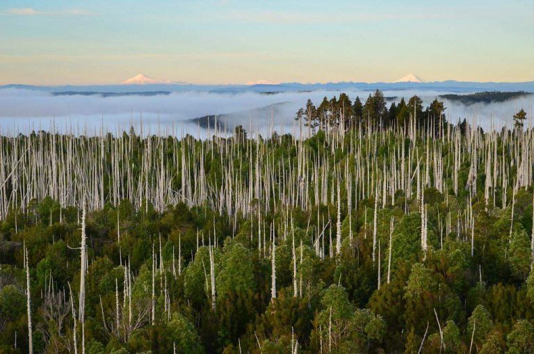 Justicia confirma actualización de interés nacional de proyecto vial en Parque Nacional Alerce Costero