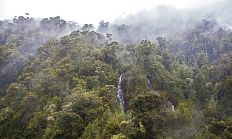 El 63% de la superficie de la Región de Los Ríos está cubierta por ecosistemas boscosos