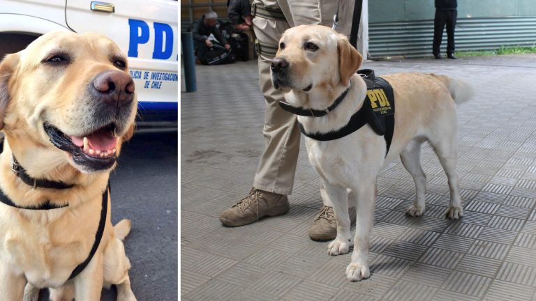 Murió Anker, emblemático perro detector de drogas de la PDI Valdivia