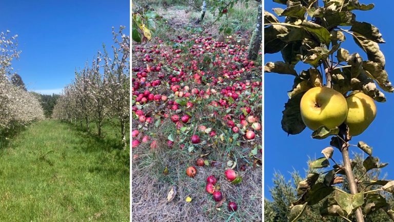 Anuncian seminario orientado al rescate, estudio y valorización de las manzanas patrimoniales