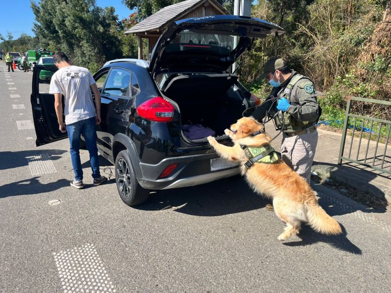 Perra detectora “Gemma” del OS7 Valdivia permitió incautar más de 52 kilos de drogas en lo que va del año