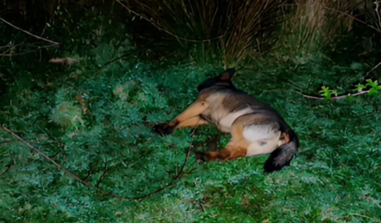 Dueño de predio formalizado tras colgar a perro de su vecino que habría atacado a sus ovejas