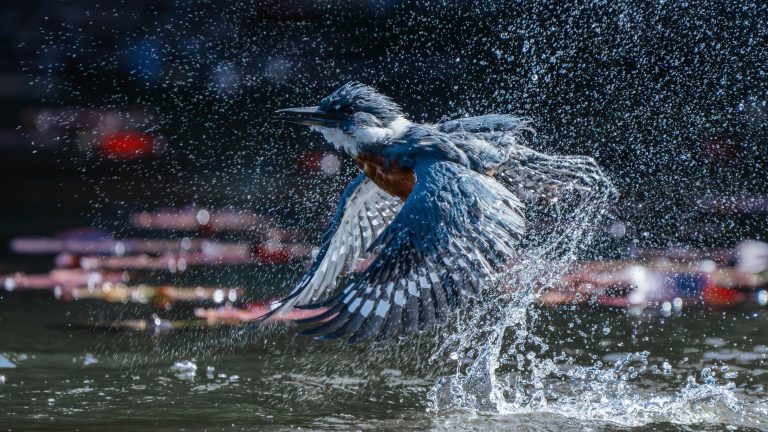Valdiviano Felipe Toledo hace historia al ganar el “Gran Premio” en certamen mundial de fotografía de aves