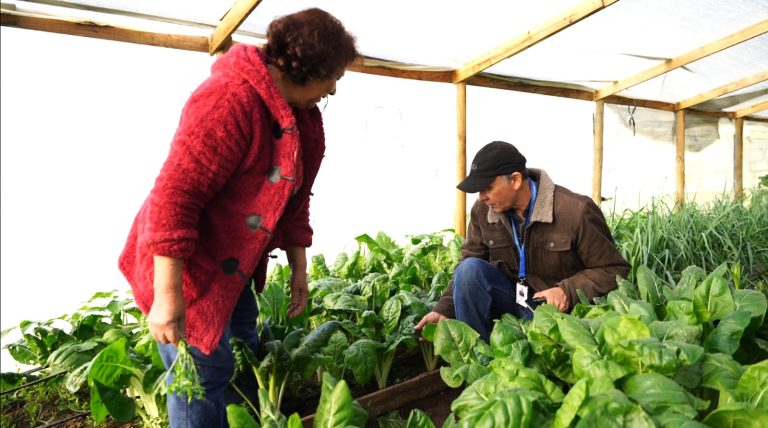 Avanza programa de fortalecimiento de la Agricultura Familiar Campesina e Indígena en Los Ríos con histórica inversión regional