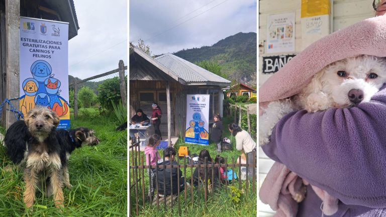 Municipalidad de Futrono continúa con éxito programa gratuito de esterilización de mascotas
