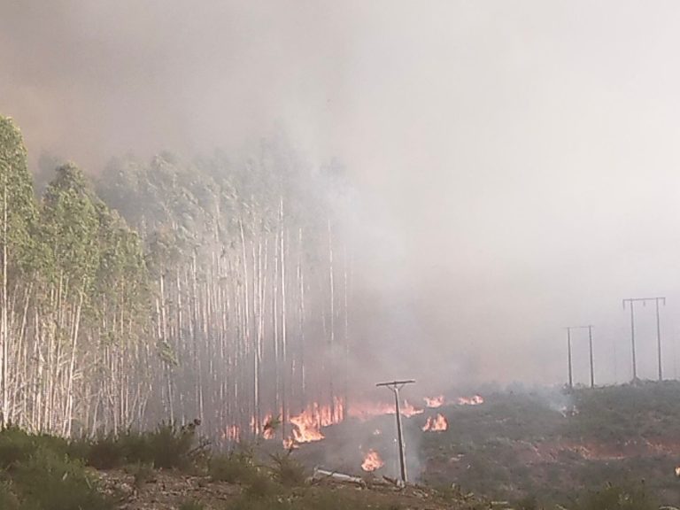 Formalizan a exfuncionario de Saesa por incendio forestal que arrasó más de 2.800 hectáreas en Paillaco