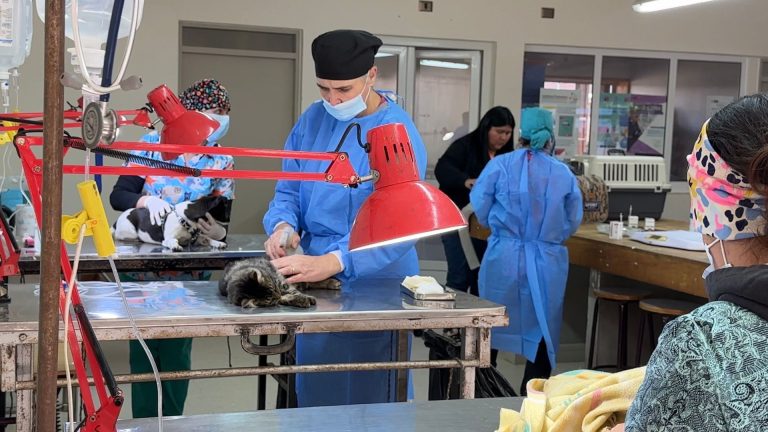 Llifén vivió exitosa jornada del programa de esterilización de mascotas de la Municipalidad de Futrono
