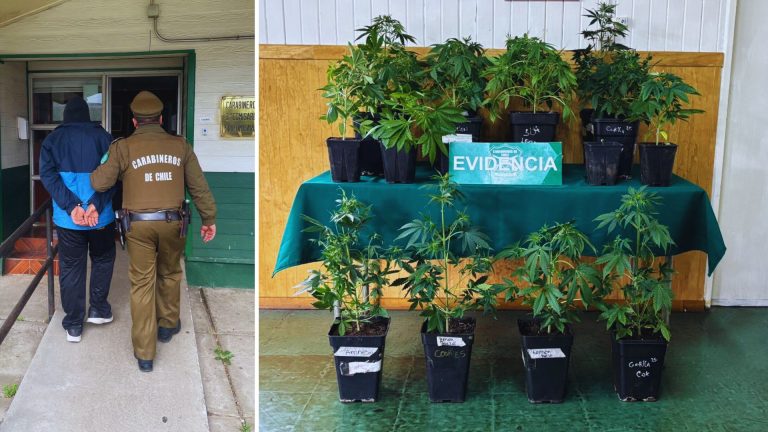 Detienen a hombre en Paillaco por violencia intrafamiliar y cultivo ilegal de marihuana