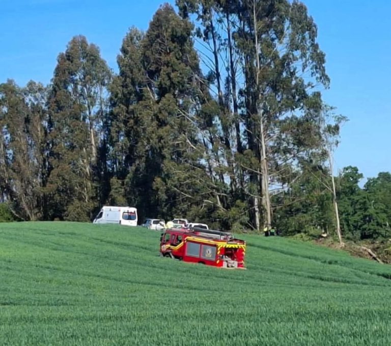 Trabajador muere tras ser golpeado por un árbol en faena forestal en Máfil