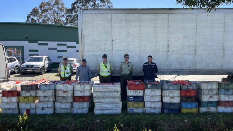 Decomisan más de tres toneladas de merluza y congrio sin acreditación en la Ruta 5 Sur